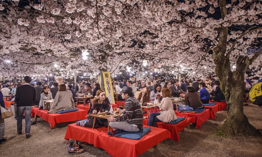 Tradisi Jepang Merayakan Keindahan Bunga Sakura